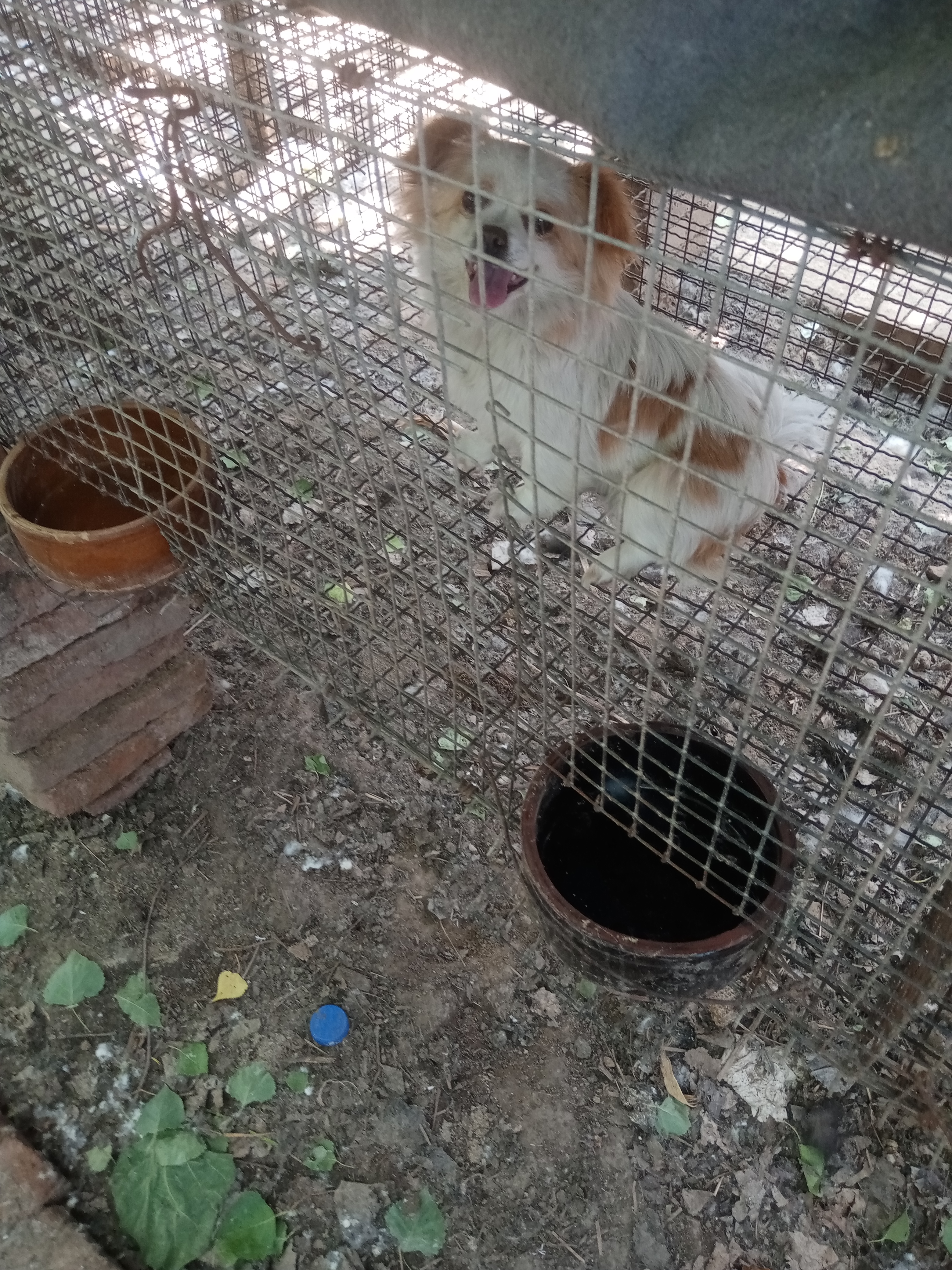 蝴蝶犬